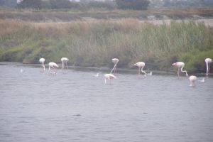 Zur Bildergallerie Camargue